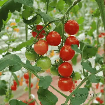LA FIAMMANTE CHERRY TOMATOES 400g